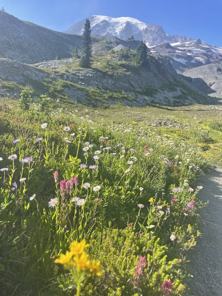 Wildflowers in a meadow below a rocky ridge and snowfields