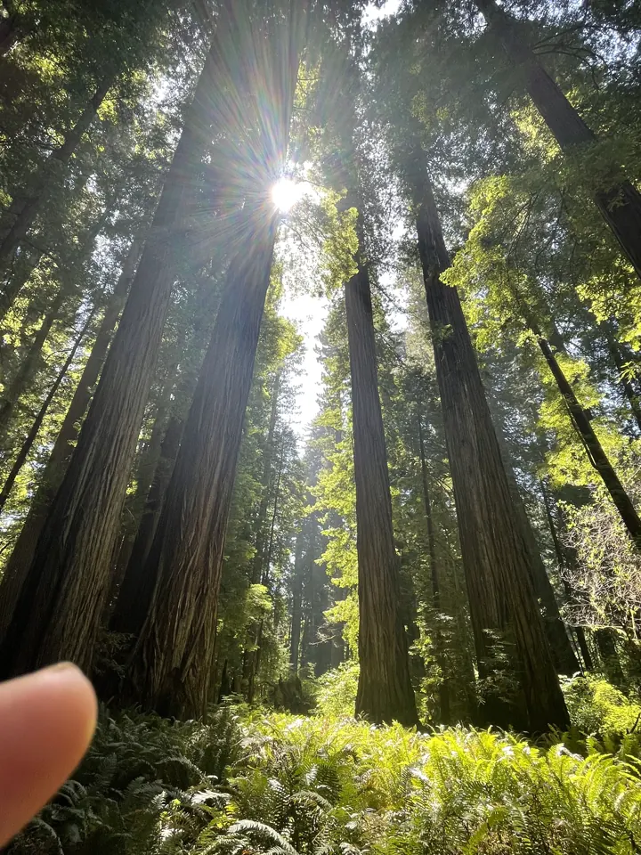 Sun bursting through a redwood canopy above ferns