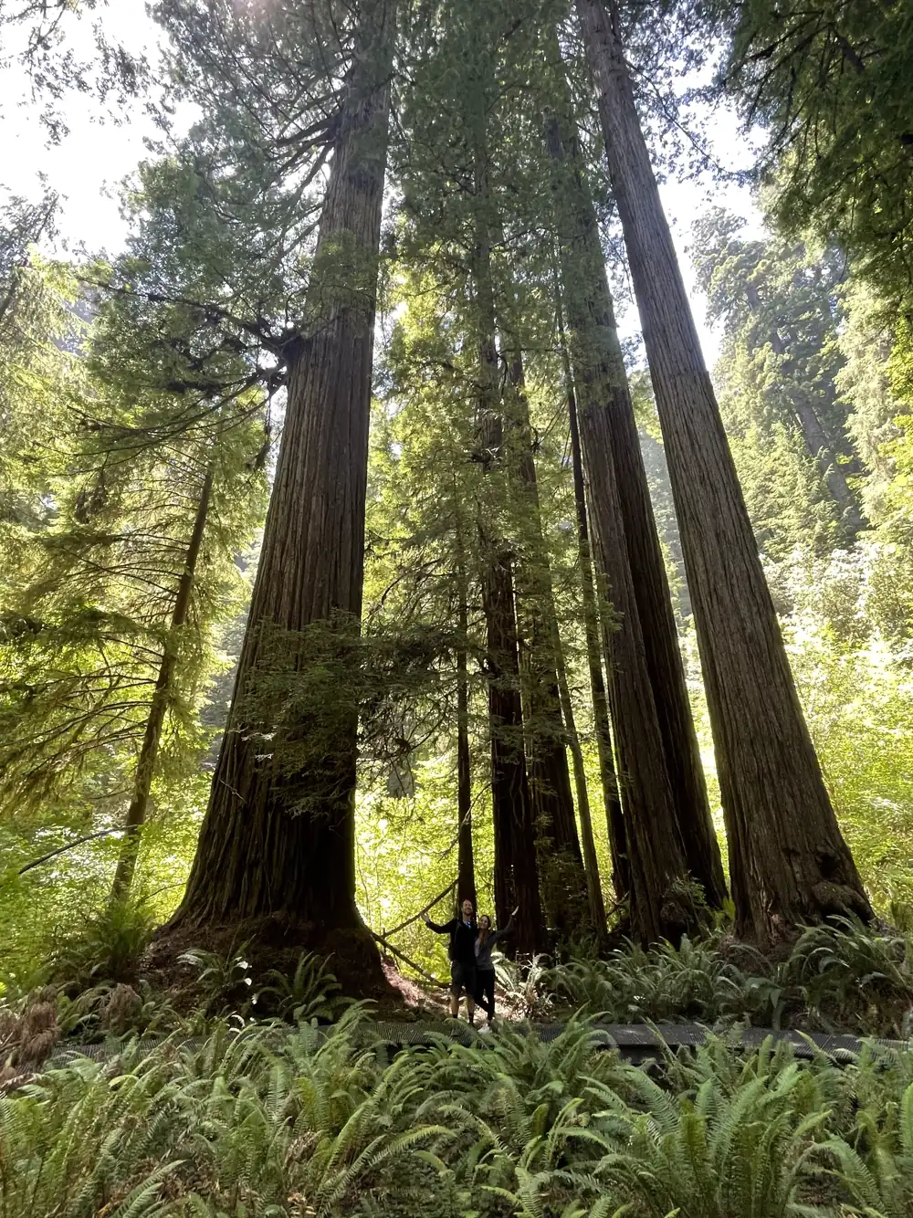 Tall redwood trunks rising above a fern-covered forest floor