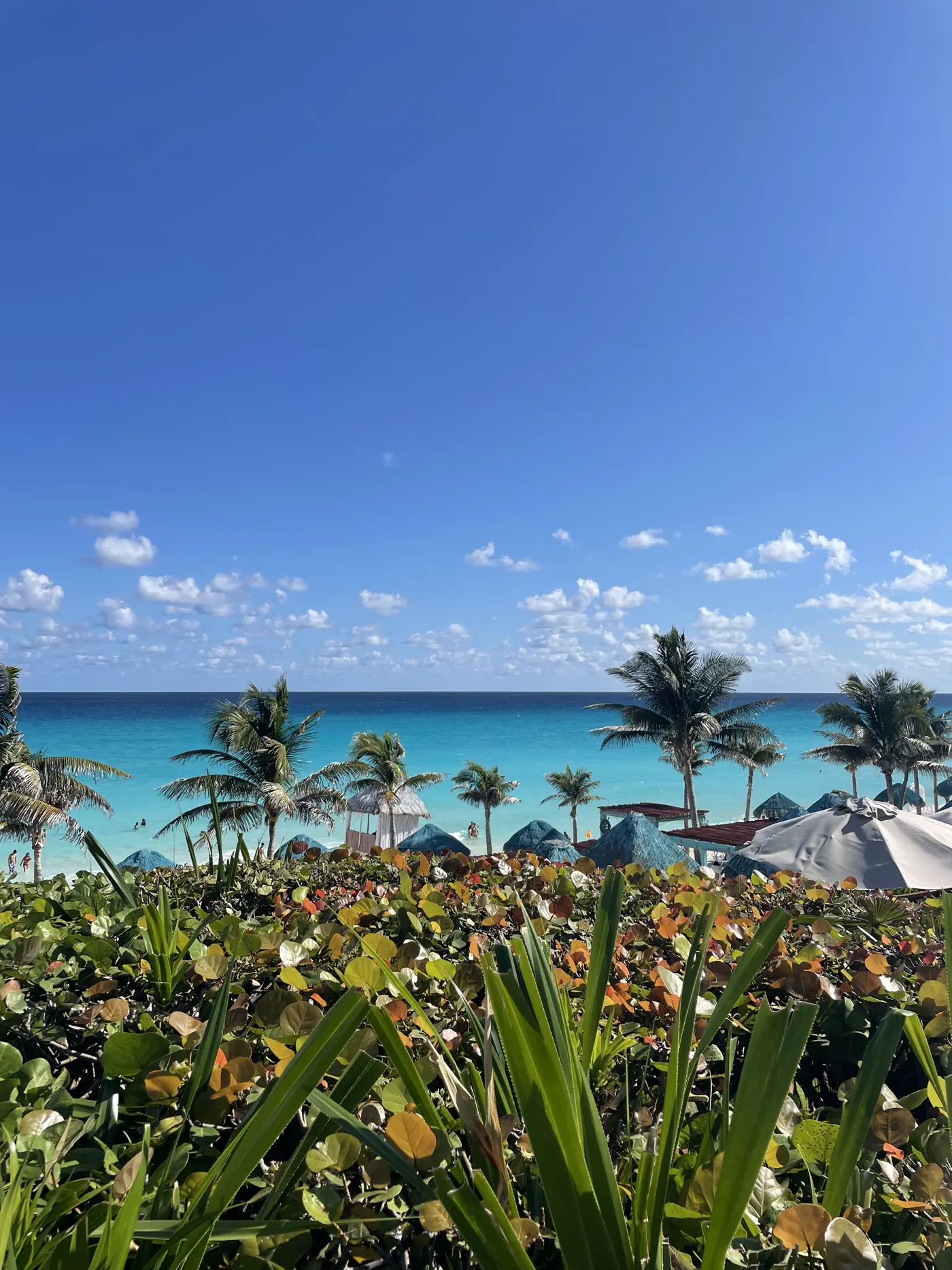 Palm trees and greenery in front of turquoise sea