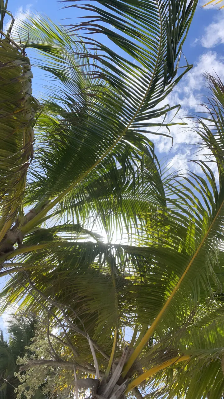 Looking up at palm fronds against a blue sky