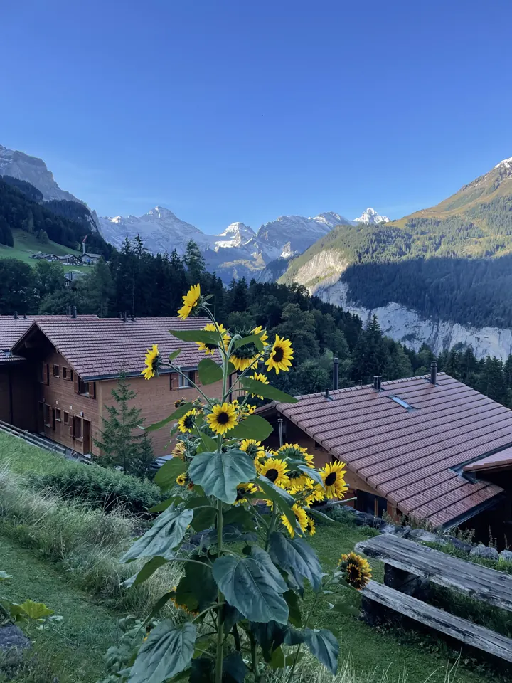 Sunflowers beside wooden chalet roofs with mountains in the distance