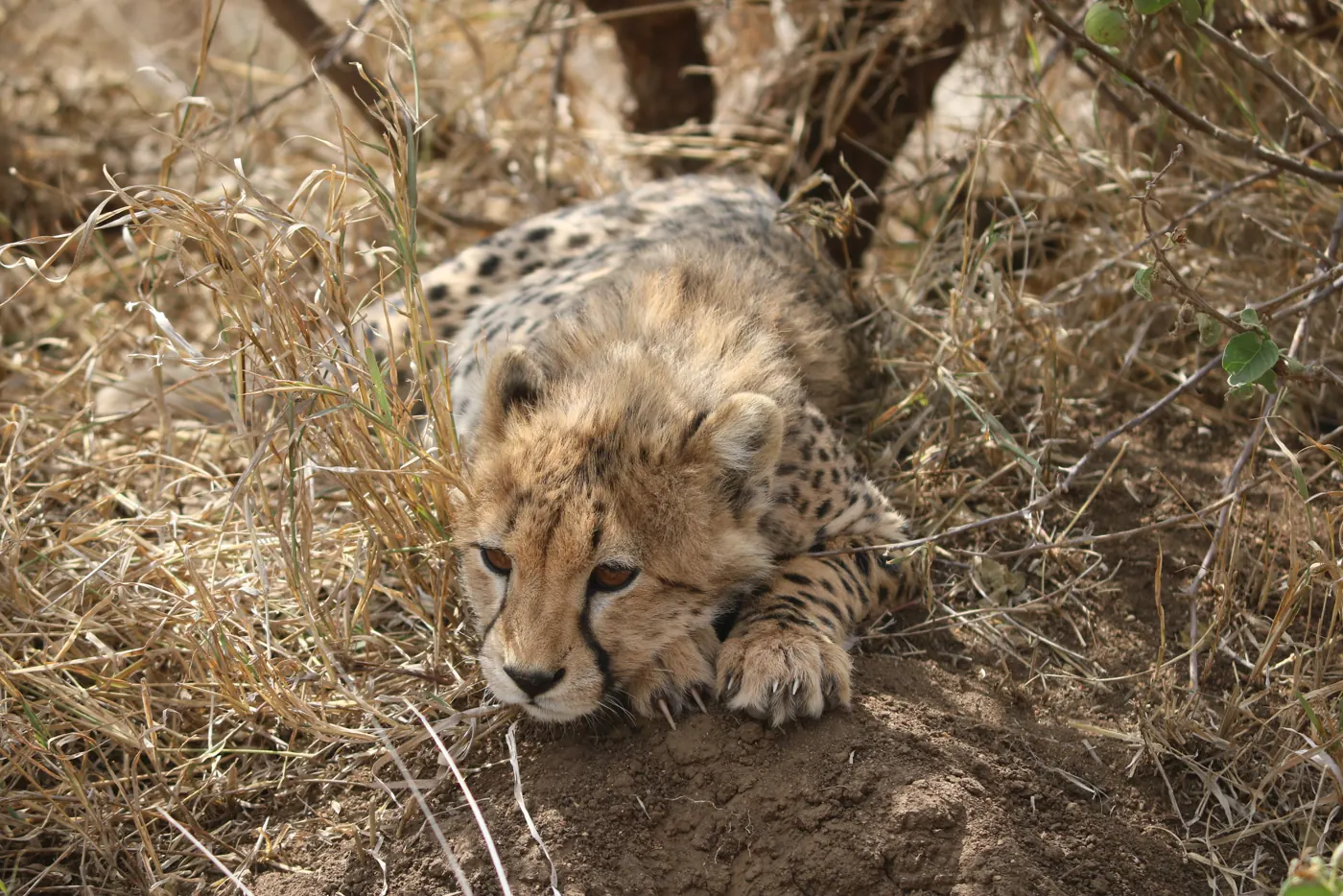 A cheetah cub resting its chin on a log in dry grass