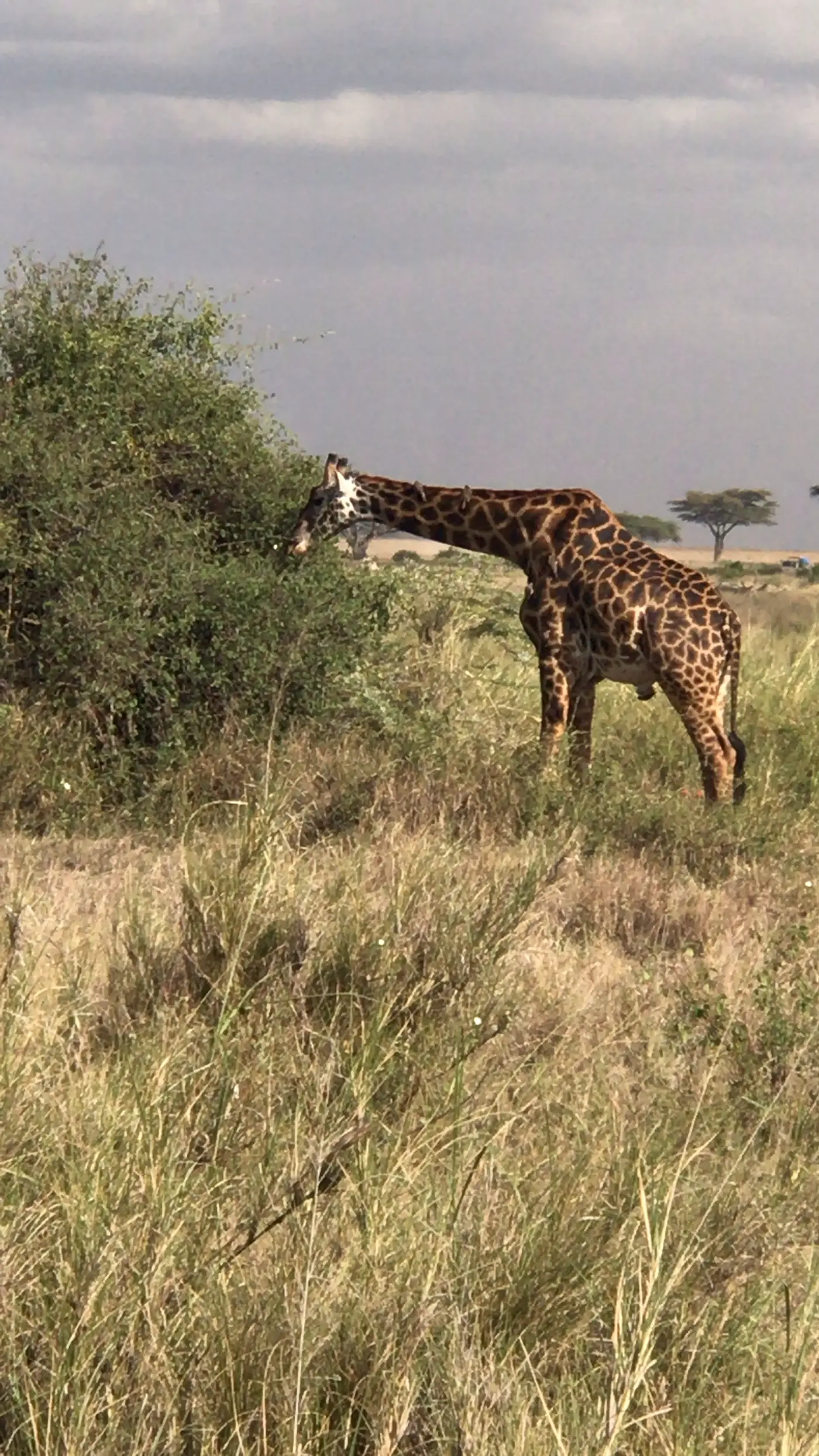 A giraffe standing among green bushes on the Serengeti plains