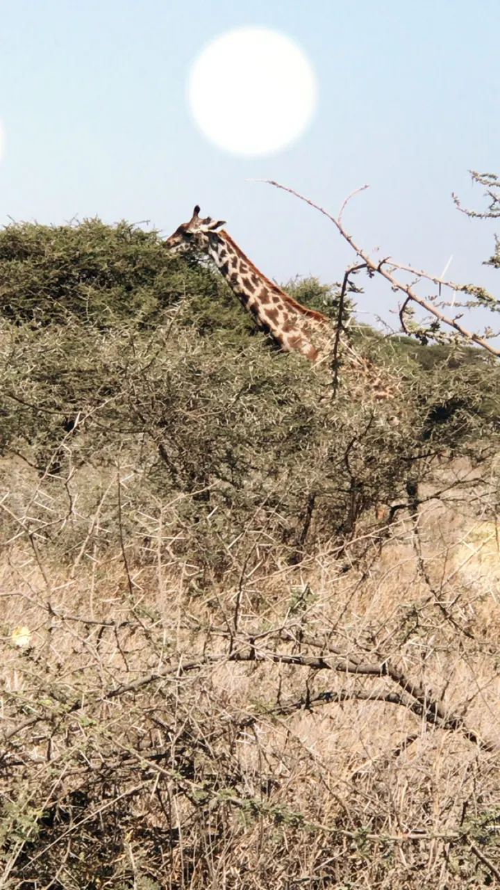 A giraffe's head and neck rising above thorny acacia branches under a bright sun