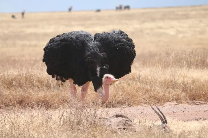 A male ostrich with fluffed black feathers standing in dry grassland