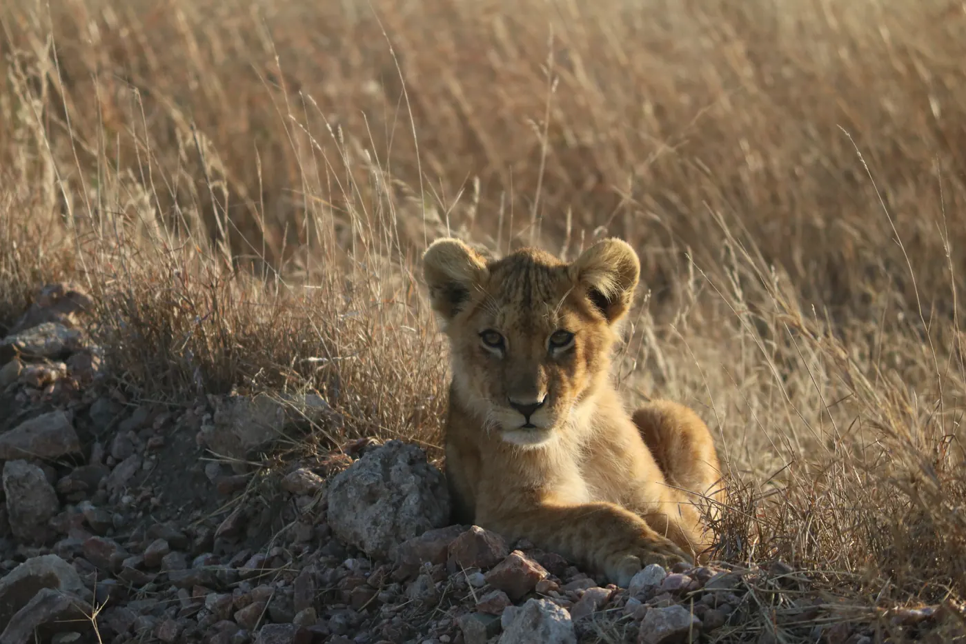 A young lion lying on rocks in golden grass looking at the camera