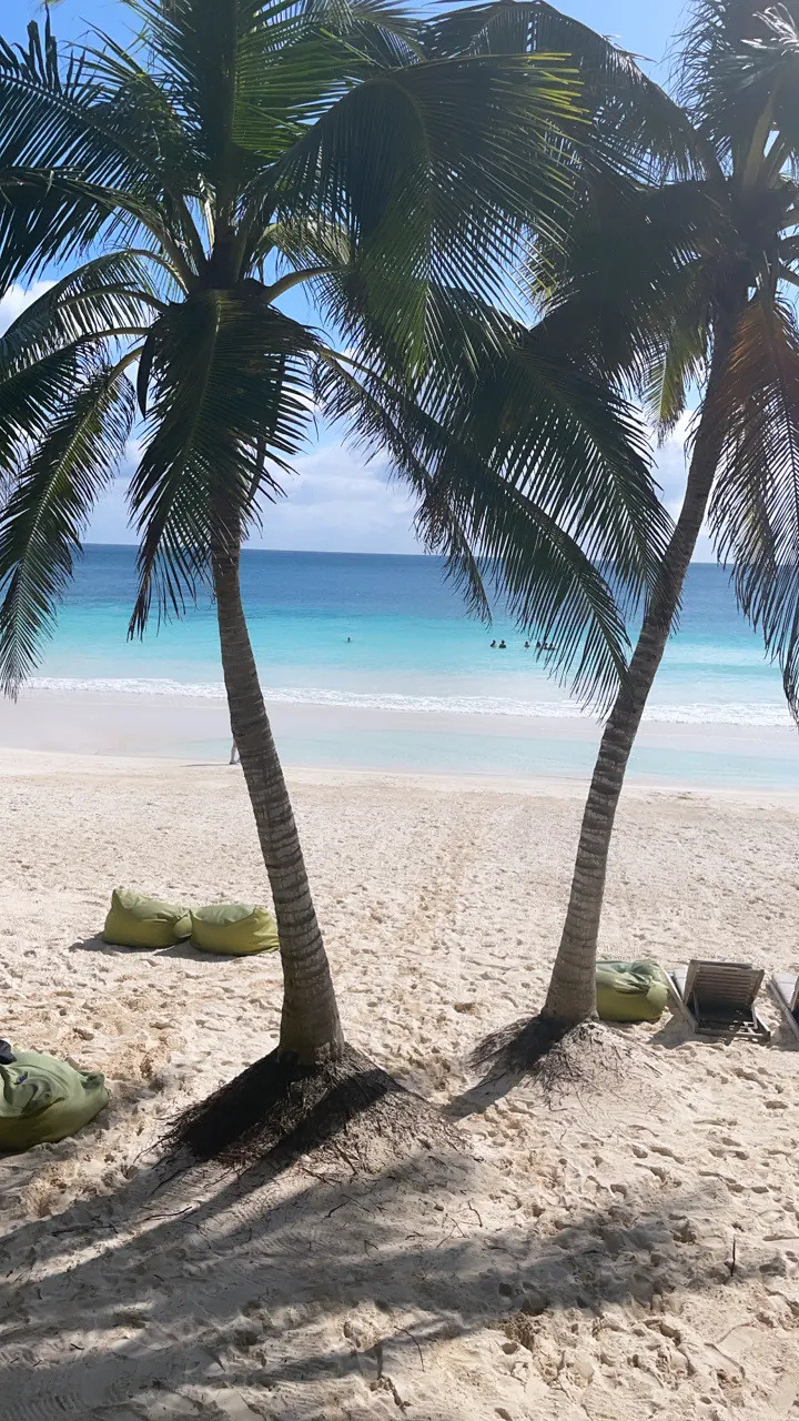 Palm trees shading a quiet white-sand beach by the sea